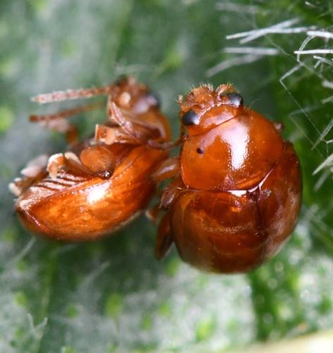 Réf. 309 689 : Sphaeroderma sp.